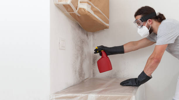 Professional Basement Mold Remediation technician working in Norwood, NC