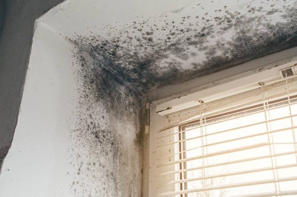 Trusted Commercial Mold Remediation service in Norwood, NC - Cheap Mold Removal
